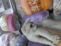 Şecereli anne baba ve yavru golden point scottish fold