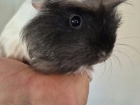 Safkan coronet yavru ginepig