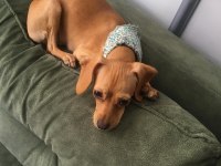 Sevimli köpeğimiz kukimizi sahiplendirmek istiyoruz