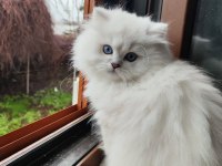 British longhair 4 aylık