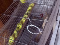 JUMBO muhabbet kuşları