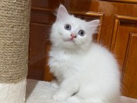 British longhair kedisi