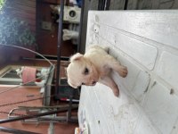 Sütten kesilmiş Bir aylık Safkan Dişi Maltese Terrier