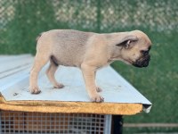 FRENCH BULLDOG YAVRULAR SAKARYA