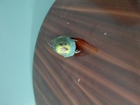 Renk Bebek Muhabbet Kuşları