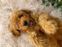 Yavru Toy Poodle Sahiplendirme