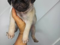 A KALİTE SIFIR BURUN PUG YAVRUMUZ