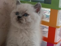 EN GÜZEL KEDİLER BİZİZ