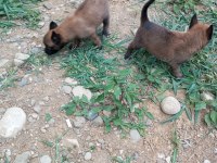Belçika kurt köpeği