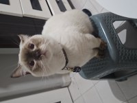 British shorthair