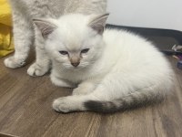 BRİTİSH LYNX POİNT ERKEK KEDİM