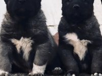 Sivas Dev Kral Kangal Çiftliği