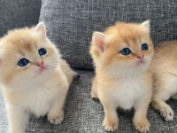 yavru british shorthair kediler
