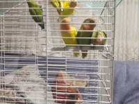 Kuşçu hüseyinden evcil cennet papağanları