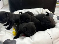 Her renk her çeşit pug yavrularımız
