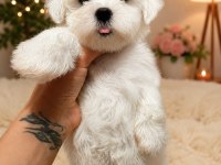 0 NUMARA MALTESE BEBEKLER