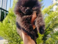 Siyah inci pomeranian yavruları
