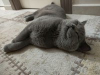 Safkan Erkek British Shorthair