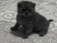 Scottish fold erkek kedimiz sahiplenilmeyi bekliyor