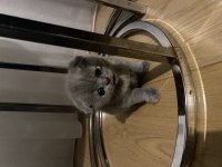 Scottish Fold Yavrular