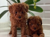 Sağlık garantili toy poodle bebekler