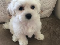 Tarım ve orman bakanlığı ruhsatlı Maltipoo ve Maltese