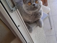 Ücretsiz Sahiplendirilecek 7 Aylık British Shorthair