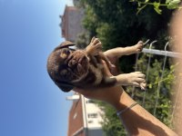 Choco tan pug mops