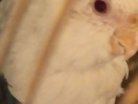6 aylık kırmızı göz dişi albino sultan papağanı