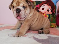 EFSANE ANATOMİ ORİJİNAL ENGLİSH BULLDOG YAVRULAR