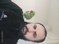 İskender veya alexander papağanı