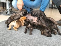 French bulldog 2 aylık bebekler