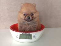 400 GRAM POMERANİAN