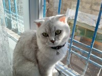 Scottish fold kedisi