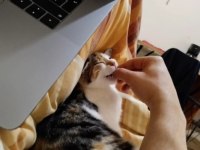 Minik kedimiz yeni yuva arıyor