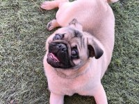 Orjinal pug