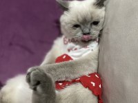 1,5 yaşında blue point exotic shorthair