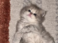 Güzel british longhair kıza yuva arıyoruz