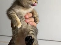 Kedimize güzel bir yuva arıyoruz