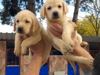 Efsane şampanya labradorlar, ruhsatlı çiftlik