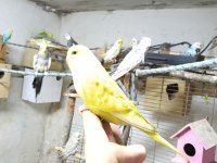 Konuşturmalık bebek muhabbet kuşlar