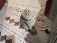 Çok tatlı uygun puana dişi scottish fold