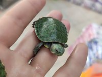 Su Kaplumbağası Bebek Kırmızı Yanak