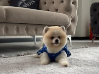 Erkek pomeranian boo party colour