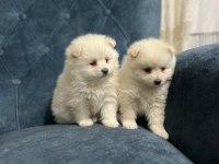 Oyuncak pomeranian bebek ayarında yavrularımız