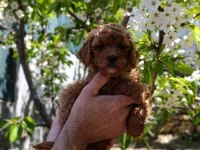KOYU KIZIL POODLE