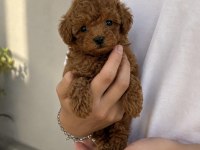 Poodle Evi Garantili Yavrular