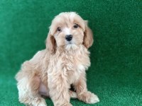 maltipoo dişi erkek