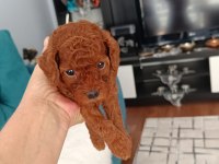 Toy poodle köpeği