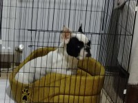 French Bulldog 1.5 Yaşında